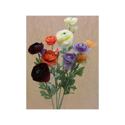 M90007 RANCULUS