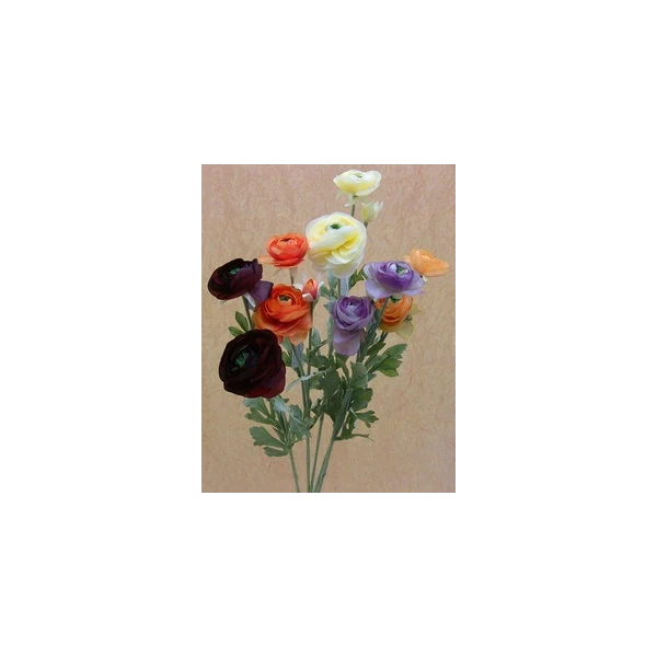 M90007 RANCULUS