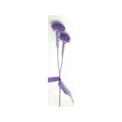 EUR-KW/ALIUM/6/FIOLET