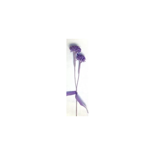 EUR-KW/ALIUM/6/FIOLET