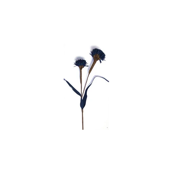 EUR-KW/ALIUM/6/GRANAT