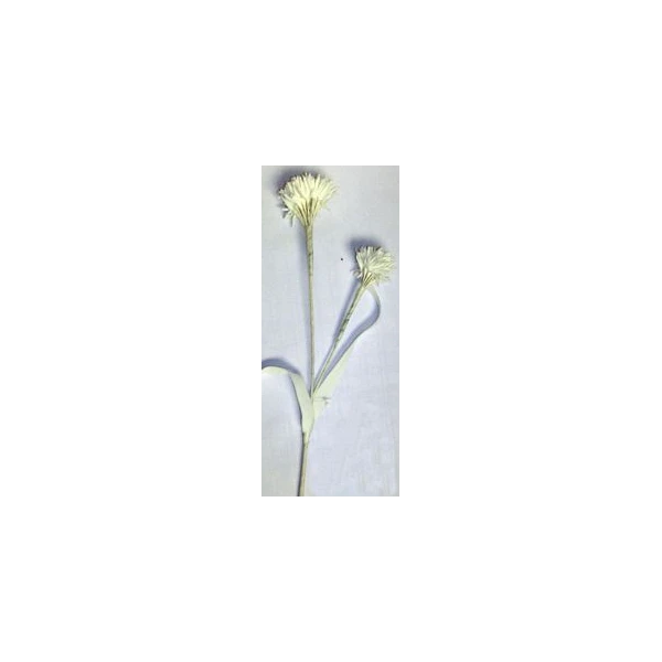 EUR-KW/ALIUM/6/K