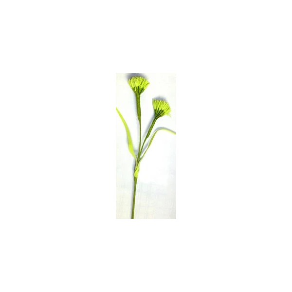 EUR-KW/ALIUM/6/LIMO
