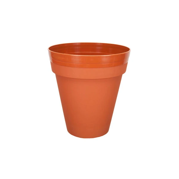 PALMÓWKA IRYS *3* 24CM